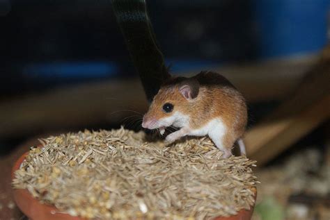 11 Of The Smallest Mammals In The World