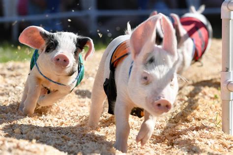 Photos Pig Racing At The Alameda County Fair
