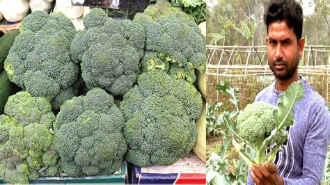 How To Grow Broccoli Agriculture Farming Business Ideas With Low