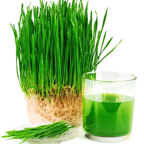 Wheatgrass Is One Of The Most Coveted Juicing Ingredients For Overall