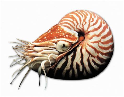 A Close Up Of A Nautilus On A White Background With An Orange Stripe