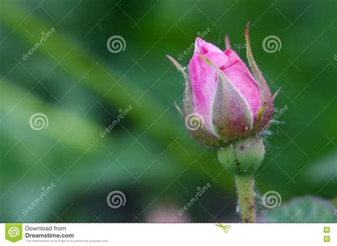Pink Rose Bud Bush Close Up Macro Stock Photo Image Of Flora Stem