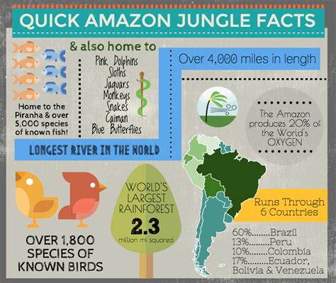 Rainforest Animals Facts For Ks2 Rainforest Animal