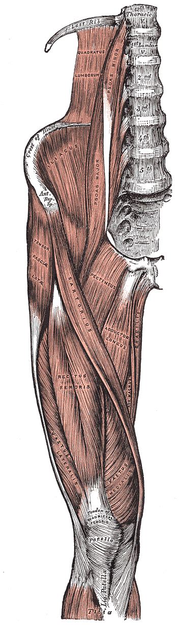 The anatomical areas found on the upper limb can serve as key landmarks to help us find important anatomical structures such as finding one of the superficial veins: Anterior compartment of thigh - wikidoc