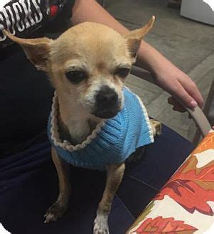 Maxfund facilitates dog and puppy adoption for reasonable fees, and all dogs come spayed/neutered and with their updated shots and microchips. Pictures of Freya a Chihuahua for adoption in Colorado ...