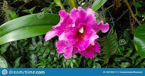 Tropical Orchids Exotic Stock Image Image Of Flowers 162159211