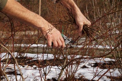 Winter Pruning Tips To Get The Job Done Right