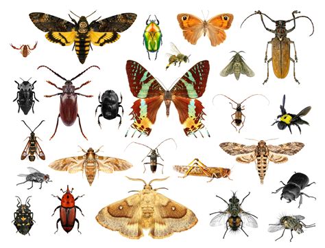 Insetos Classe Insecta Biologia Infoescola