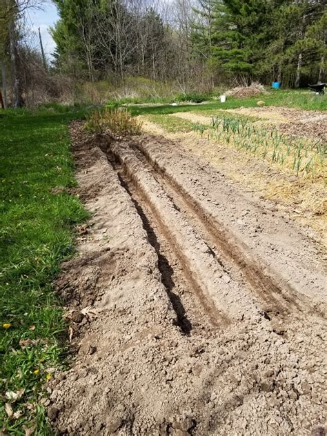 Potato Trenches In Open Raised Beds The Cobrahead Blog