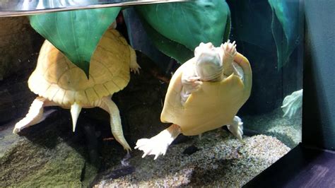 Albino Red Ear Slider Turtles Youtube