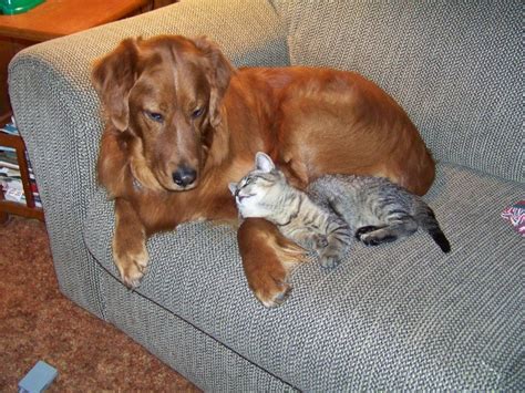 Cute cats and dogs pics. Cats and dogs get along (35 pics) | Amazing Creatures
