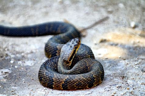 Download cottonmouth images and photos. Ways to Identify a Water Moccasin Snake And Tips to Treat ...