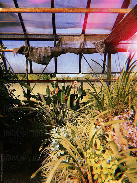 A Beautiful Greenhouse With Exotic House Plant By Stocksy Contributor