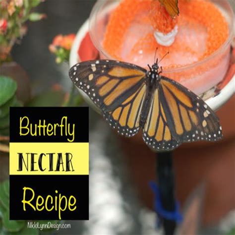 Butterfly Nectar Recipe Butterfly Food Nectar Recipe Butterfly Plants