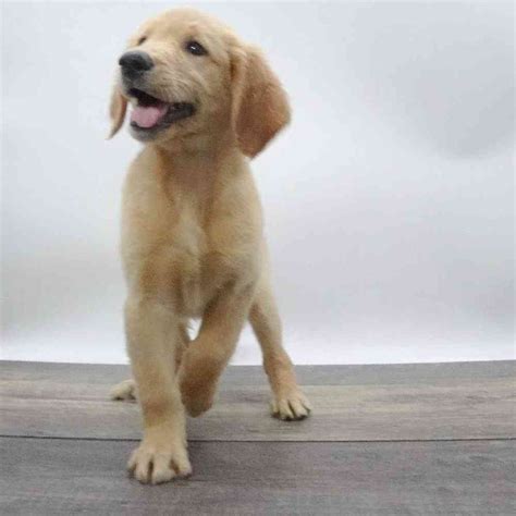 Baby Female Golden Retriever Puppy For Sale The Puppy Store Henderson