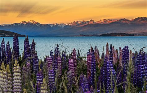 Wallpaper The Sky Flowers Mountains New Zealand Lupins South