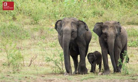 Wildlife Field Trips Sri Lanka Wildlife Educational Holidays