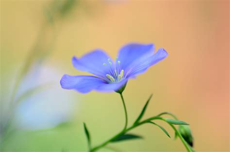 Macro Flowers Plants Blue Flowers Wallpapers Hd Desktop And Mobile