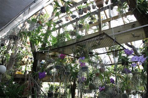 My Orchid Greenhouse Greenhouse Simple Greenhouse Orchids