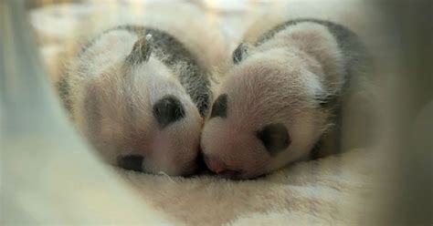 Twin Panda Cubs Born In China Survived In Secret For A Month And Are