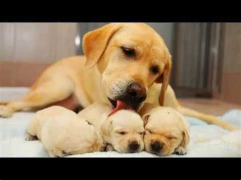 You can purchase these from leading. Labrador Retriever Puppies Price In Sri Lanka : Labrador ...