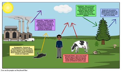 El Diagrama Del Ciclo Del Carbono Storyboard Por Es Examples