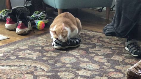Shoe Cat Youtube