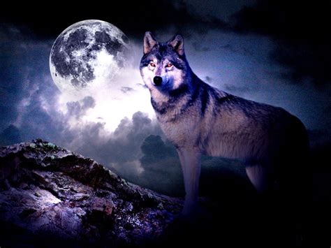 Free Download Wolf Moon Wallpaper 11056 Hd Wallpapers In Animals