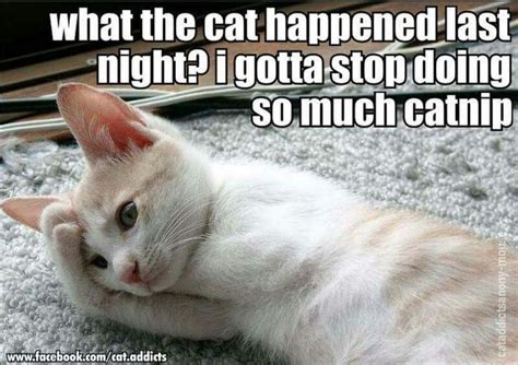 Dat Catnip Doe Funny Cat Memes Funny Cats Funny Animals