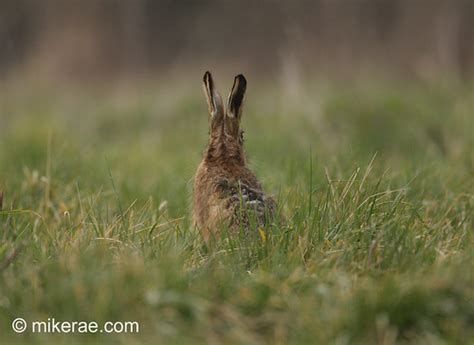 Brown Hare In Winter Evening Hay Meadow Suffolk Lepus Eu Flickr