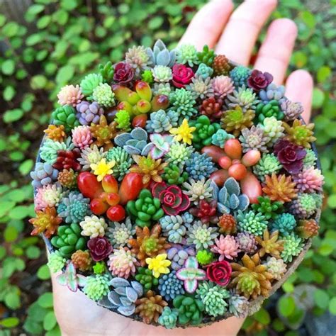 Cute Tiny Succulent Planters That You Will Instantly Fall In Love With Them