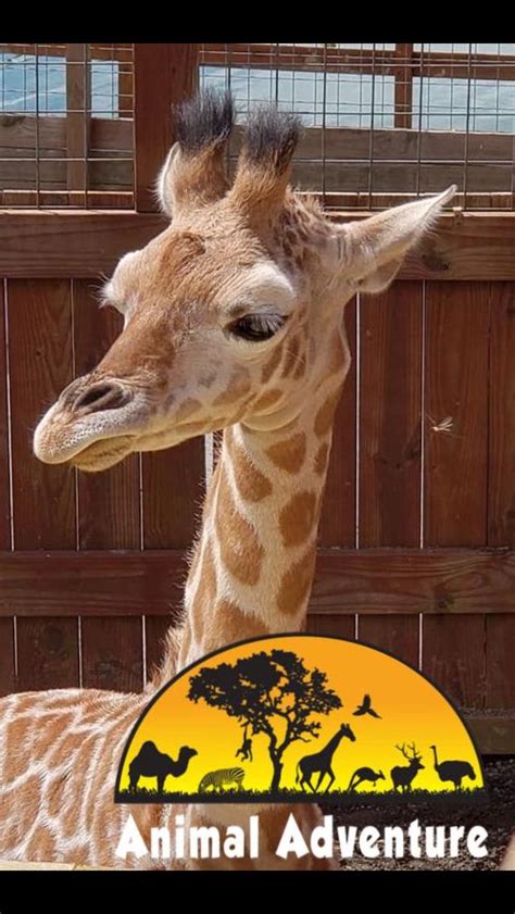 April the giraffe has a due date! Pin by Lynn Hudock on April, Oliver, Tajiri, Azizi ...
