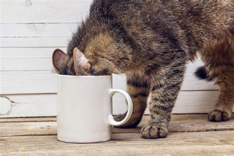 My Cat Drank Coffee Should I Be Worried