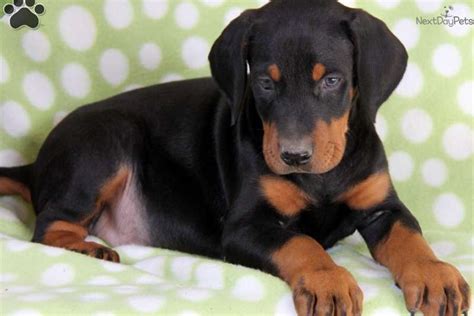 Doberman Pinscher Puppy For Sale Near Lancaster Pennsylvania