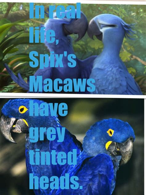 Image Spix Macaws Head Rio Wiki Fandom Powered By Wikia