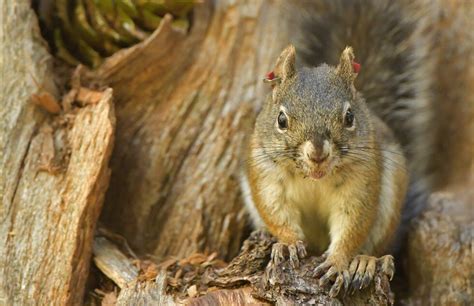 Mount Graham Red Squirrel Makes Comeback But Not Out Of The Woods Yet