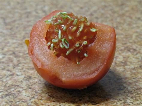 Tomato Seeds Sprouting Inside Tomato Image From Mykhal Via Wikimedia