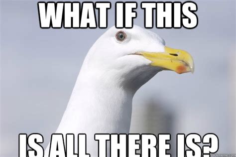 Existential Seagull Memes Quickmeme