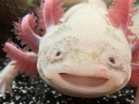 Smile Raxolotls