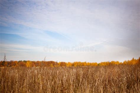 Autumn Landscape Bright Colors Of Autumn Trees And Fields Golden