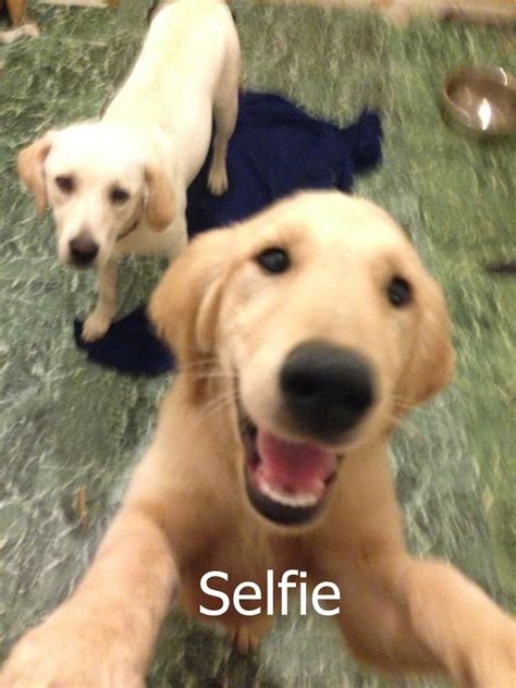 Dogs Golden Retrievers Selfie Funny Animals Funny