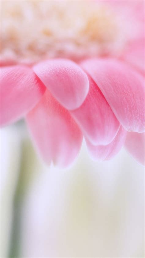 Pink Flower Best Htc One Wallpapers Free And Easy To Download Flower Iphone Wallpaper Pink