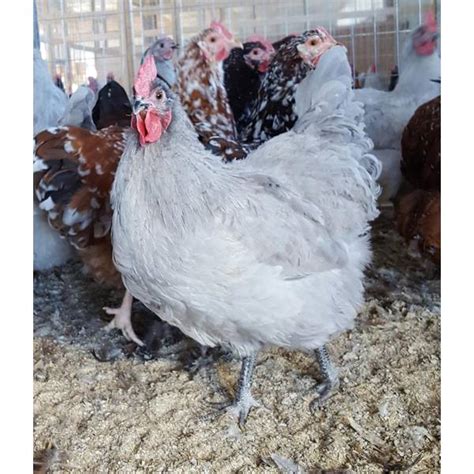 Cackle Hatchery Lavender Orpington Chicken Pullet Female 158f