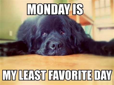 Newfoundland Dog Monday Meme Funny Pinterest Mondays Home And