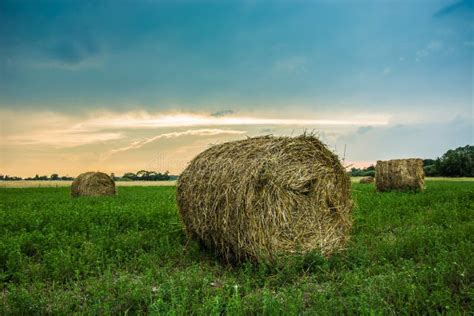 Round Hay Bales In A Green Meadow At Sunrise Stock Photo Image Of