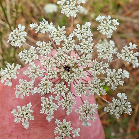 Daucus Carota Queen Annes Lace 10 000 Things Of The Pacific Northwest