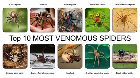 Top 10 Most Venomous Spiders Youtube