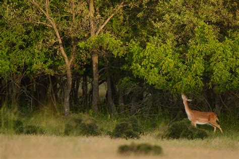 Pioneering Method Of Assessing Rewilding Progress Applied For The First