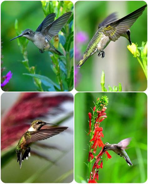 Ruby Throated Hummers Richard Mathieson Flickr