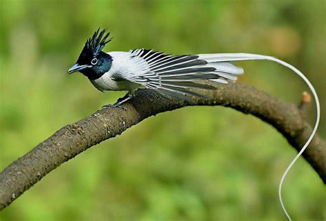 Indiase Paradijsmonarch Indian Paradise Flycatcher Terpsiphone